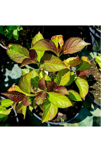 Гортензія великолиста Силкі Пінк - 3л/вис.20-25см/Ø20-25см